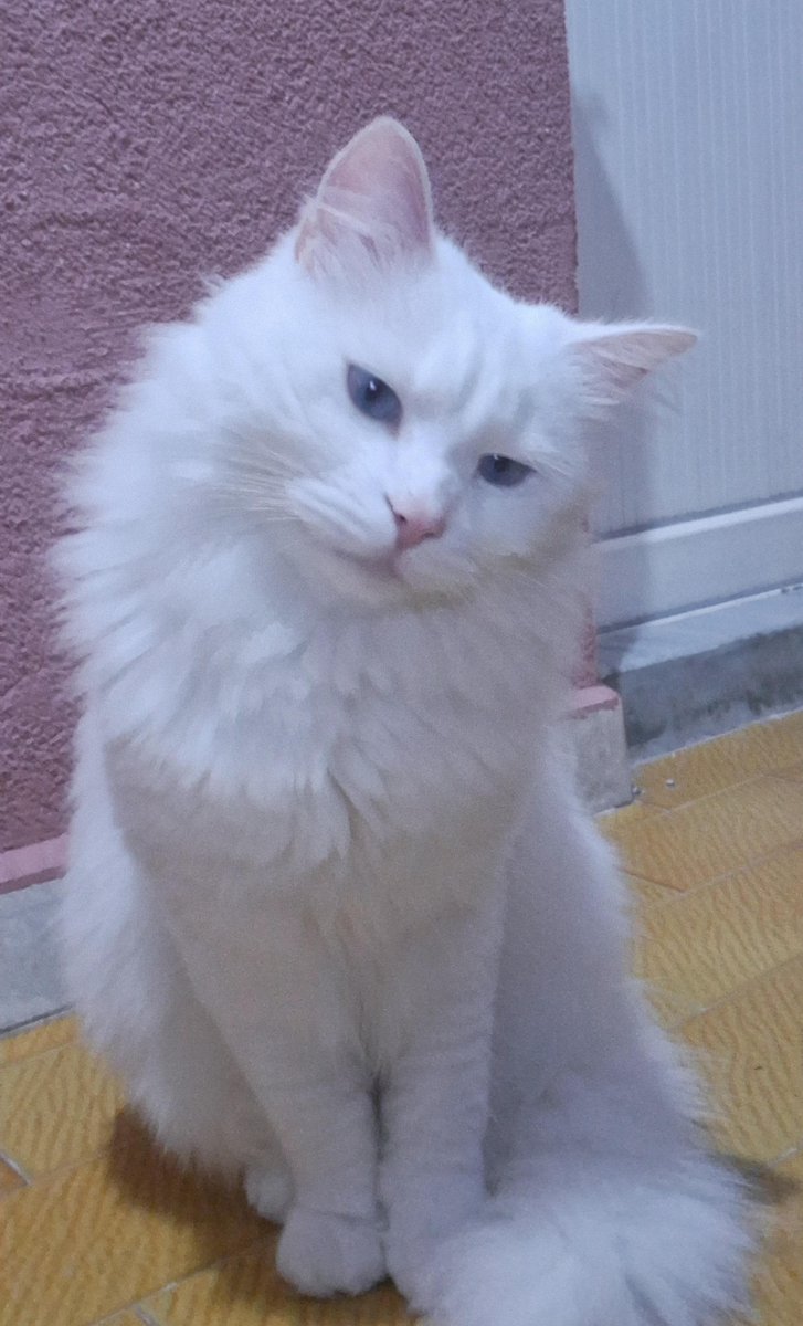 Vatandaşın kaybolan kedisi Pars.