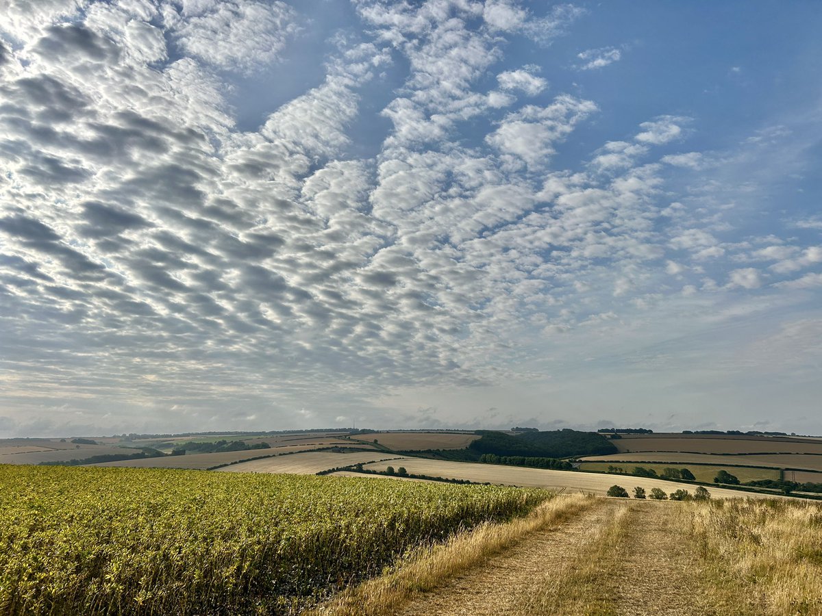 WeatherWolds's tweet image. Early Morning Dappled Skies. 22°C. Beans.