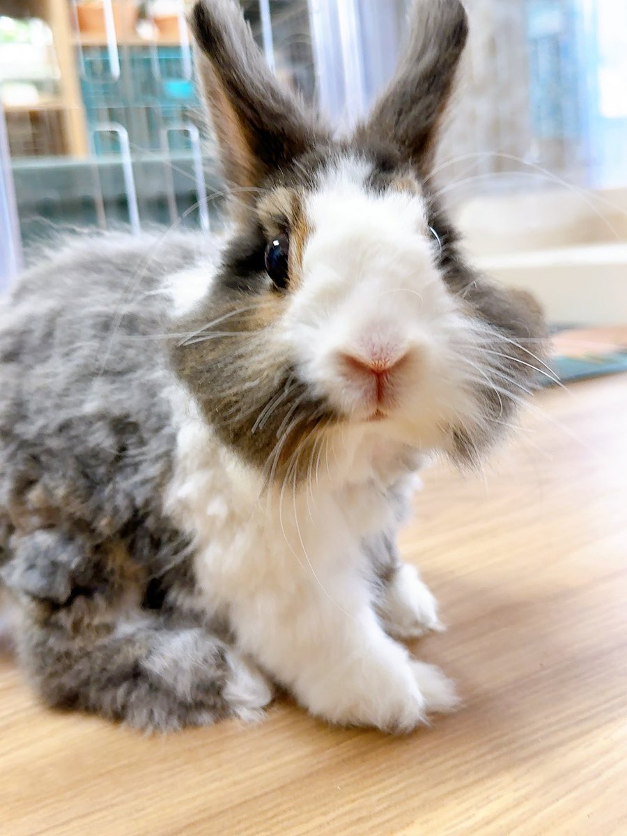 RabbitHSunny's tweet image. #かわいいと思う画像をなんでもいいので無言で1枚あげろ