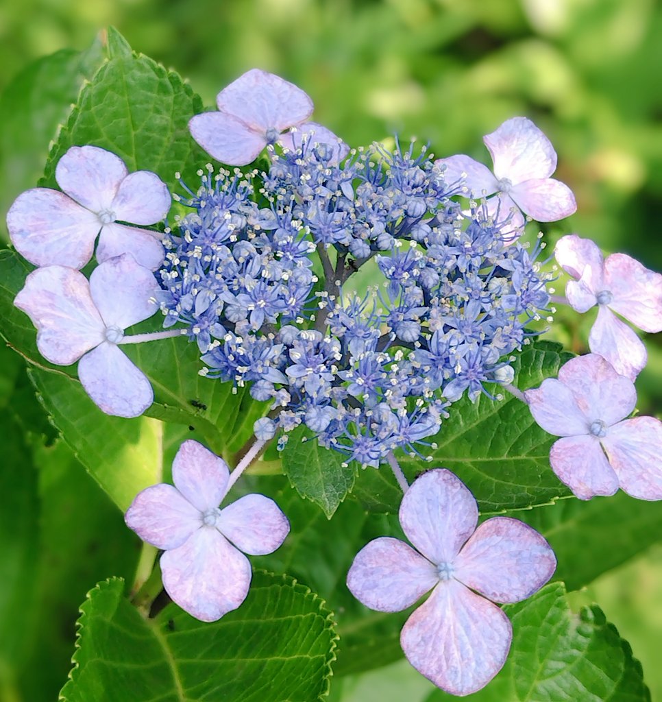 bua10732378's tweet image. こんにちは。昨日までとはうって
変わった暑さですね。_(:3 」∠)_
お庭の方を…。コンロンカと裏庭
のランタナ、元気いっぱ〜い。
おくての額紫陽花さんが咲き始め
ました。バーベナさんはいつでも
元気です。どんどん増えてる。🙌