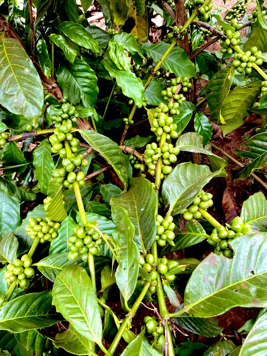Muganzisecure's tweet image. This section of the farm was planted on 20/11/24 &amp;amp; it has started fruiting in just a yr when I tell people that the KR variety by @NaCORIUganda are the best they don’t blve me 
Anyways I sell those seedlings at affordable prices only to youths those interested DM 
#YouthInCoffee
