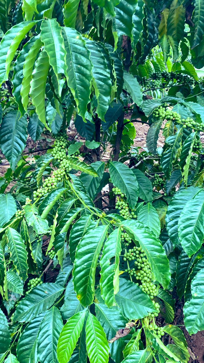 Muganzisecure's tweet image. This section of the farm was planted on 20/11/24 &amp;amp; it has started fruiting in just a yr when I tell people that the KR variety by @NaCORIUganda are the best they don’t blve me 
Anyways I sell those seedlings at affordable prices only to youths those interested DM 
#YouthInCoffee