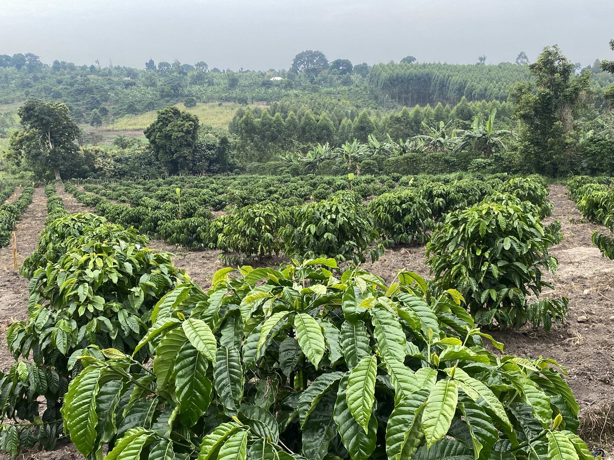 Muganzisecure's tweet image. This section of the farm was planted on 20/11/24 &amp;amp; it has started fruiting in just a yr when I tell people that the KR variety by @NaCORIUganda are the best they don’t blve me 
Anyways I sell those seedlings at affordable prices only to youths those interested DM 
#YouthInCoffee