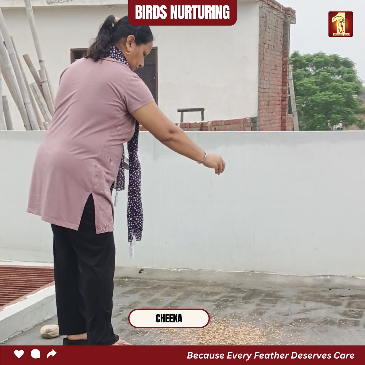 DSSNewsUpdates's tweet photo. With bowls of water and grains of love, Dera Sacha Sauda volunteers stepped forward to care for birds suffering in the summer heat. Inspired by Saint Dr. MSG Insan's divine teachings, their quiet efforts became a lifeline — reminding us that true service embraces every living being.

#DeraSachaSauda #SaintDrMSGInsan #BirdCare #CompassionInAction #SelflessService #FeedTheVoiceless #KindnessMatters