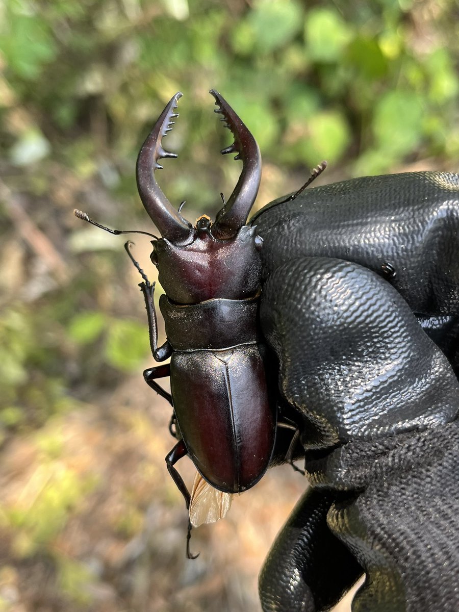 昆虫大系 アルゼンチン産 Oruscatus davus ♂♀ 21mm/21mm | 昆虫標本