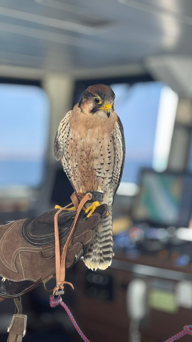 RedFunnelFerry's tweet photo. Just when you think you’ve seen it all...

Here’s a falcon on the Red Falcon 🦅🚢

#RedFunnel #RedFunnelFerry #Ferry #RedFalcon #Falcon https://t.co/IqP12IKLsk