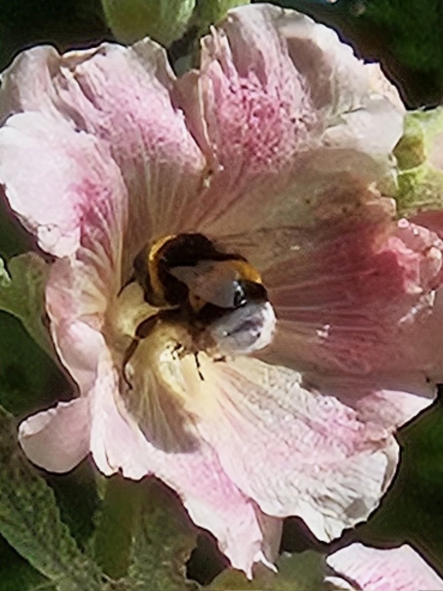bumblebee in our garden fully covered in pollen #NatureIsAmazing