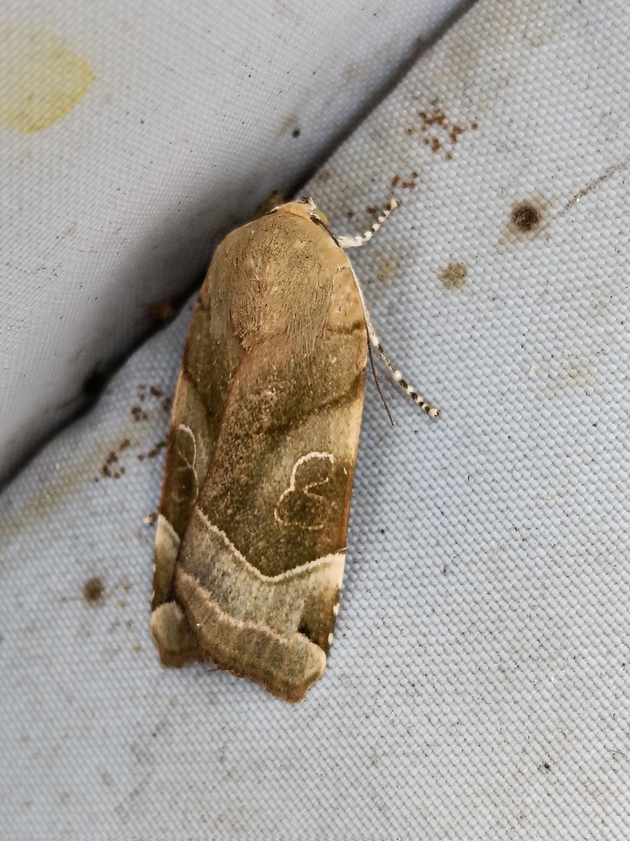 Peppered moth, broad boarded yellow underwing,last night St Helens Merseyside <a href="/BritishMoths/">British Moths</a> #MothsMatter