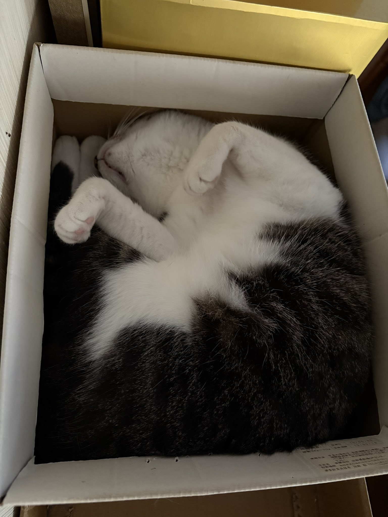 ねこᗢᘏᓗ - Search / X