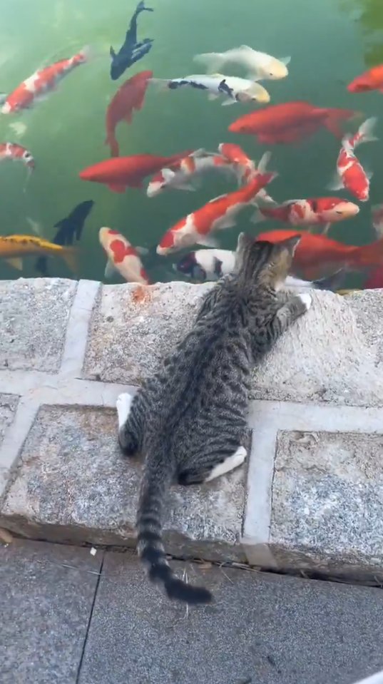 GermanCats tweet picture