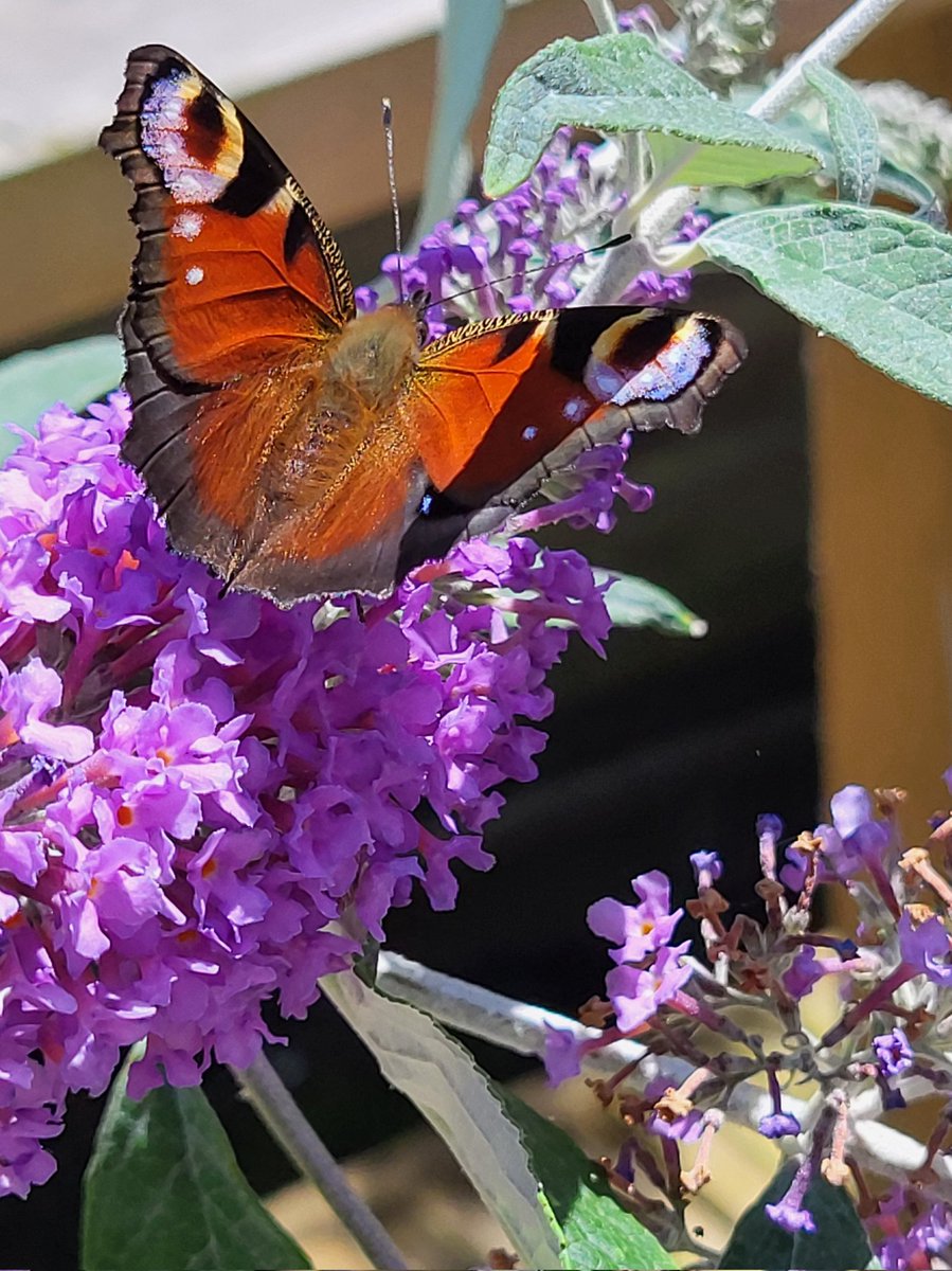 Good morning, friends. Your smile is your logo. Your personality is your business card, and the way you make people feel is your trademark.  Make them feel good. Have a blessed and relaxing Sunday.