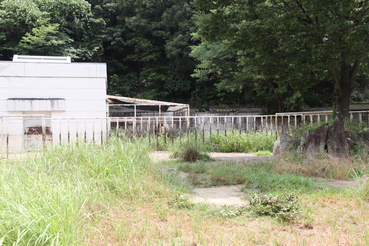 名古屋は今月下旬に予報では37度予報が続くそうです。
水場もシャワー🚿もミストもない
アイさんの環境が心配です。
毎日、室内出入り自由になりますように🙏
#クロサイ
#アイ
#国内最高齢
#東山動植物園　2025/07