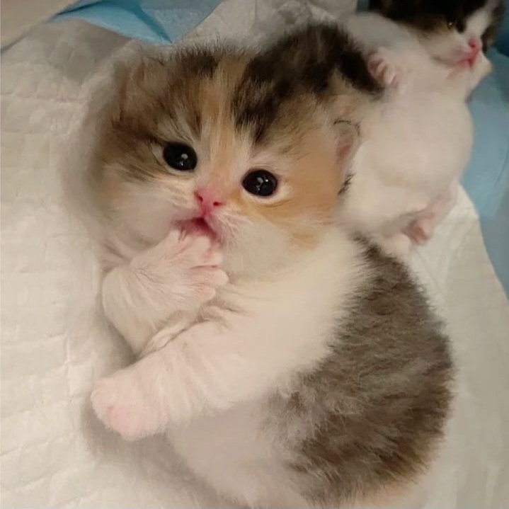 올히 (@ranunculus32) on Twitter photo 