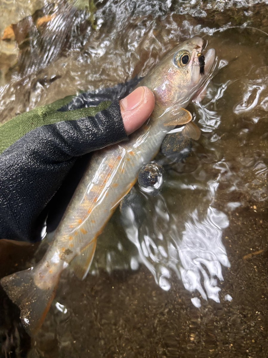 ag50ej's tweet photo. テンカラやってみたけど楽しいぞこれ
やる気なく毛鉤を咥えるイワナかわヨ https://t.co/Cr2dybnHhc