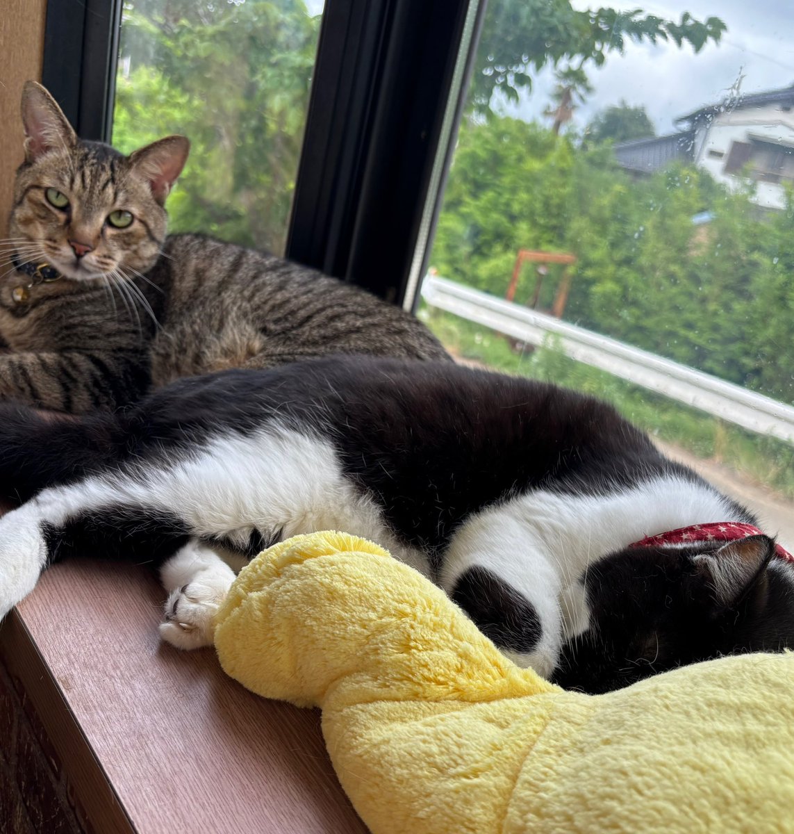 ニャルソックもせずに爆睡中...🤭
 #猫好き
 #猫好きさんと繋がりたい
 #猫のいる幸せ