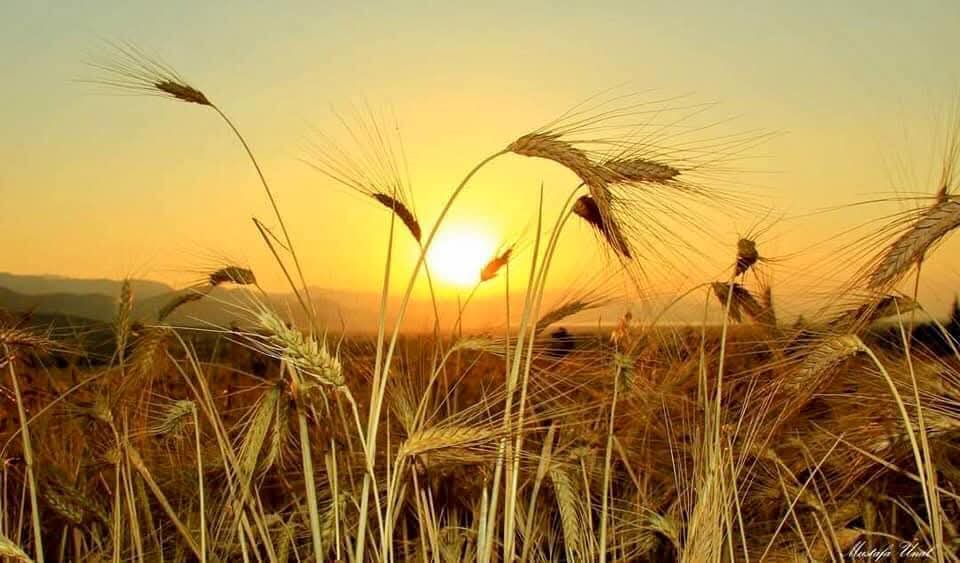 Toroslar’da güneşin altında altın sarısı başaklar dalgalanıyor…
Ekinler biçildi, harman zamanı başladı.
Emekle yoğrulmuş bir yılın bereketi şimdi ellerde. 🌾☀️

#Toroslar #BuğdayBaşakları #EkinZamanı #HarmanVakti #Doğaylaİçİçe #KöyHayatı #AnadoluBereketi #ÇiftçininEmeği  #Mersin