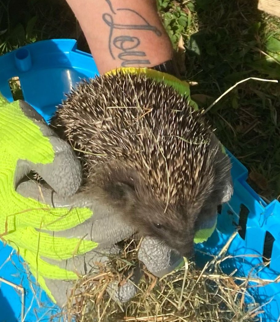 CaerphillyHog's tweet image. Freddie and Rosemary thrived and were released on Wednesday.  They spent time in an outside run &apos;hardening off&apos; prior to release, back to the finder. Freddie was 801g on release, Rosemary 809g. They&apos;ll be support fed to give them the best start.
#hedgehogs #conservation #hoglets