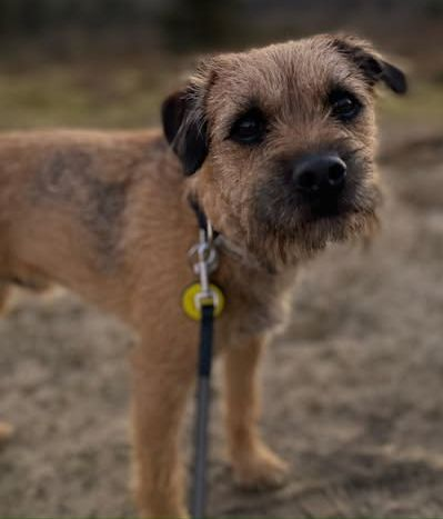 WOODY HOME SAFE. THANKS FOR RT's 😊🐕🐾

🆘9 July 2025 #Lost Woody #ScanMe #BTPosse
Border Terrier Male #HartingDown South Harting #Petersfield #GU31 
doglost.co.uk/dog/199016