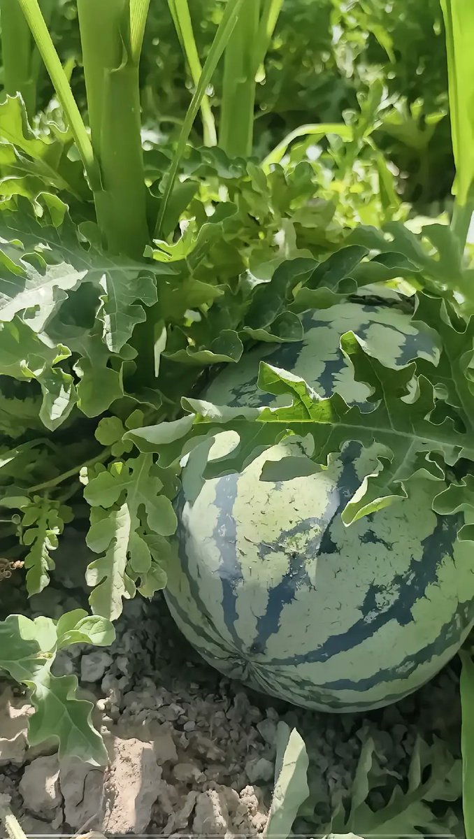 新疆古丽 tweet media