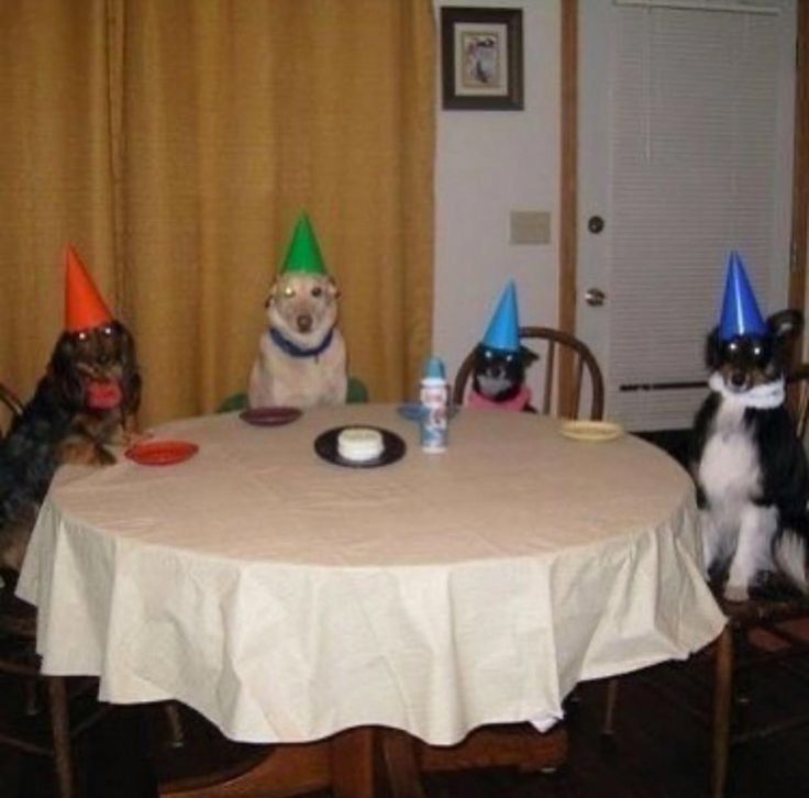 Oveja TobyX🐑 tweet media