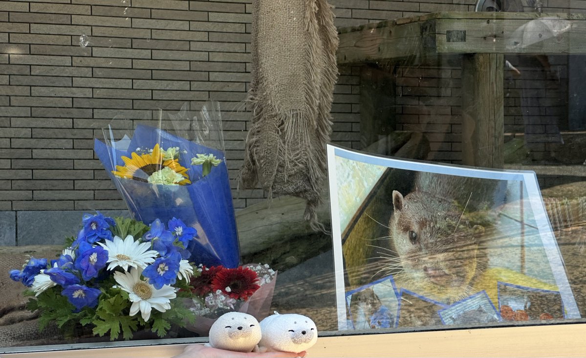 seyanen_seal's tweet image. マメタくんとテンテンちゃんにお花あげてきたねん( `ω ´ )ノ💐💐ゝ( `ω ´ )
ずっと友達やねん( `ω ´ )人( `ω ´ )