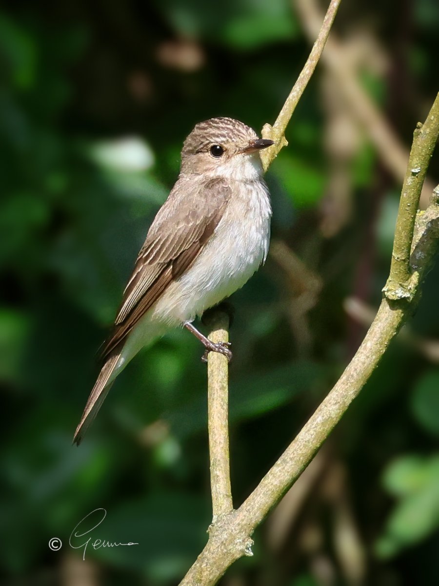 Spotted Flycatcher, a summer visitor to Ireland. Widespread, but quiet and unobtrusive ...