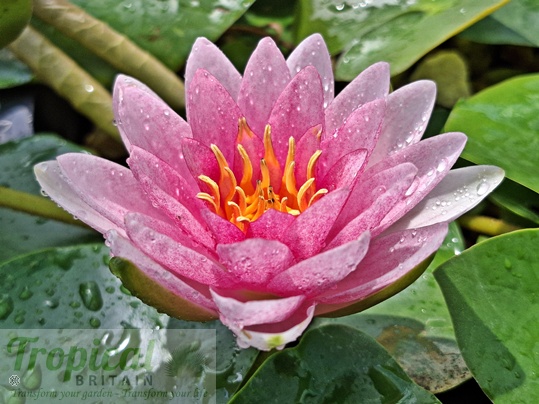 Nymphaea 'Darwin'