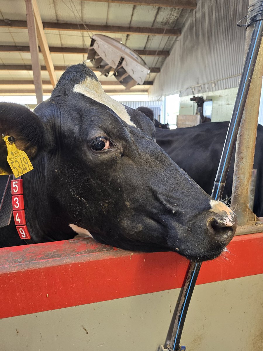 Käynti lomareissun aikana asiakastilalla Örnsköldsvikin lähellä keski-Ruotsissa. Maidon hinta 58 senttiä (Arla). Lehmät maksavat lähes 3000 eur jos ostaa. Tila juuri rokottanut 300 lehmäänsä varotoimenpiteenä sinikielitaudille.