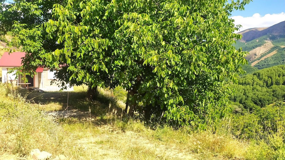 PÜLÜMÜR’ÜN DOĞA DOSTU EVLERİ: ÇATALYAKA KÖYÜNDE KAZIM DİKME’NİN TEK KATLI TAŞ YAPISI
pulumur.org/2025/07/13/pul…

#Tunceli #Pülümür #PülümürHaber #PülümürSalördek #PülümürÇatalyaka #KazımDikme