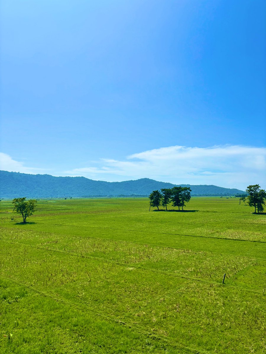 abhishekporaxar's tweet image. Vast expanse of short grass, Brahmaputra valley, hot day during peak monsoon. 2025.