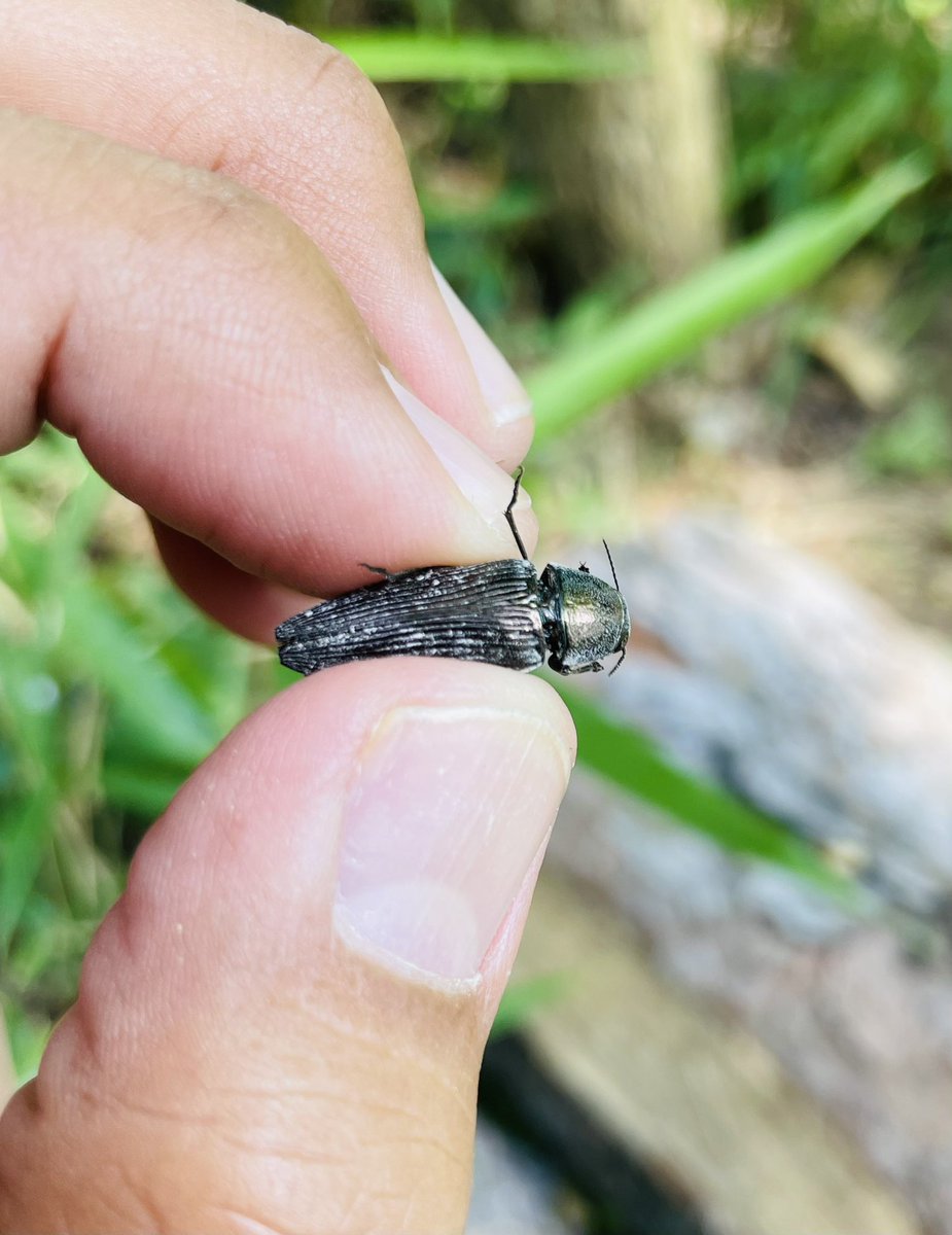 gatakon1130's tweet image. 地元の西区でまさかのクロタマ発見!
阿賀野や新発田の山奥に行かないと採れないと思い込んでいましたが、自宅の近所にいたとは。。。