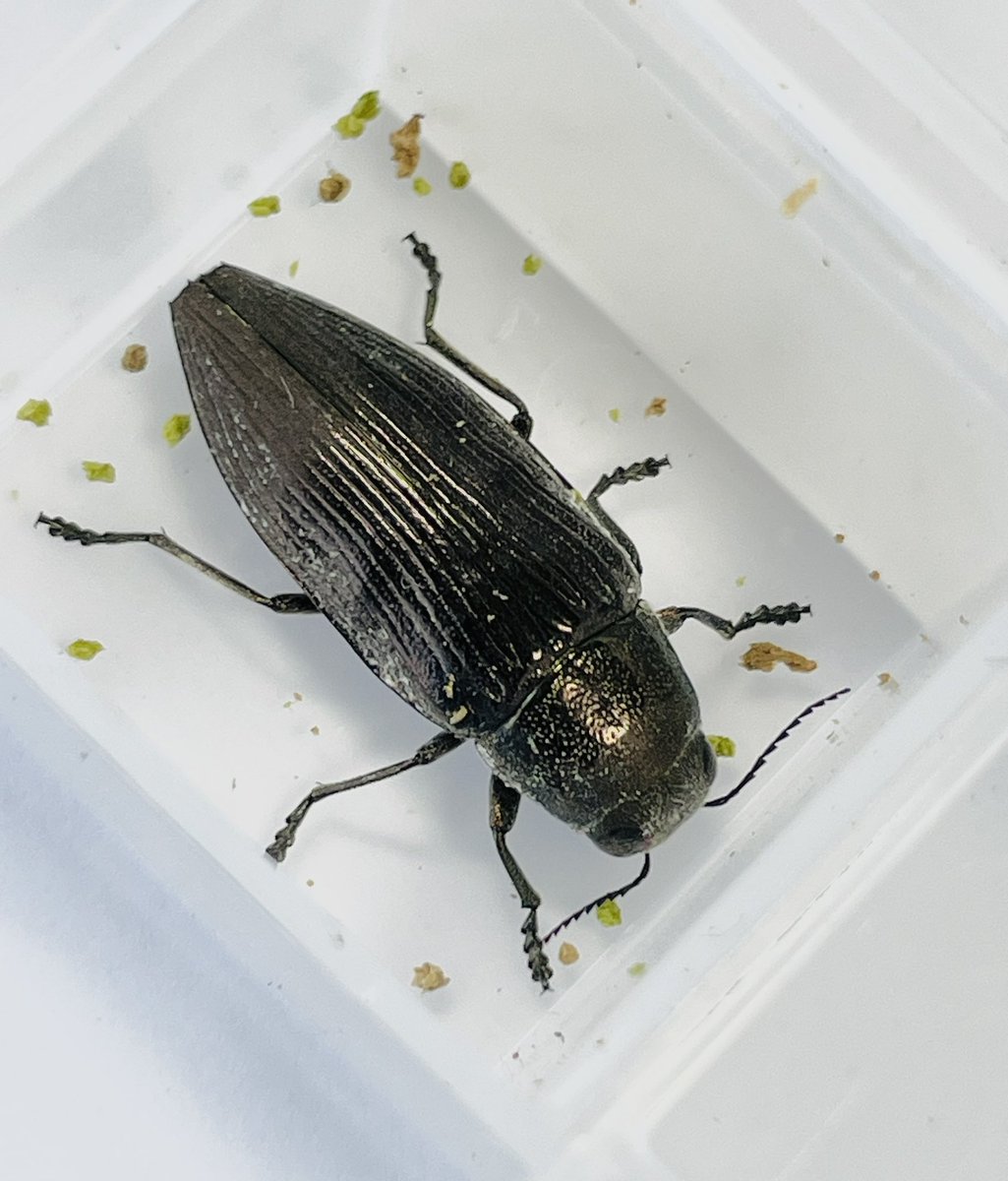 gatakon1130's tweet image. 地元の西区でまさかのクロタマ発見!
阿賀野や新発田の山奥に行かないと採れないと思い込んでいましたが、自宅の近所にいたとは。。。