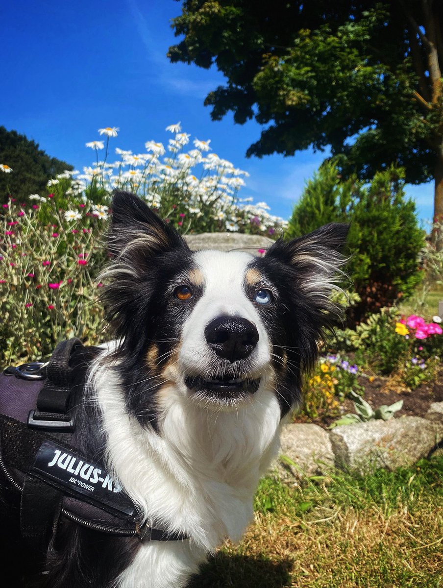 The sunniest Sunday dog thread

Enjoy it, join in