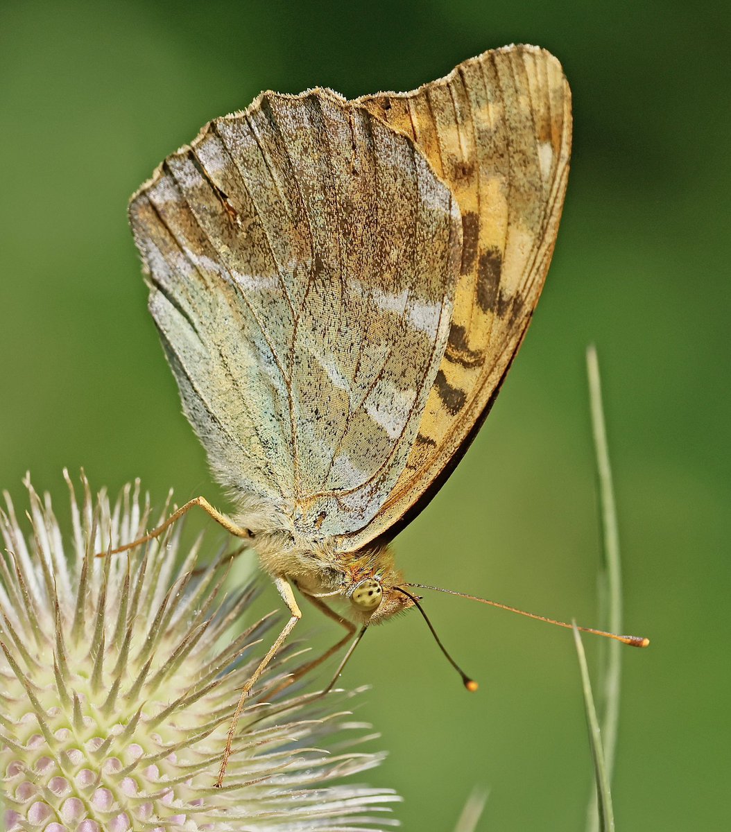 nikols_steve's tweet image. Silver-washed Fritillary (female), Ryton Wood Meadows. @BCWarwickshire @savebutterflies