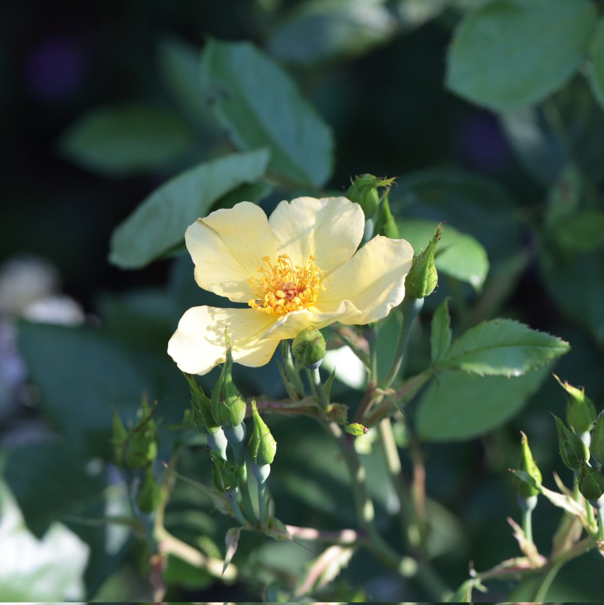a1isonmoore's tweet image. Despite the heatwave, Rosa 'Tottering By Gently' is producing its second lot of flowers this summer #SundayYellow #mylittlegarden
Have a good Sunday and take care in the heat 💛
