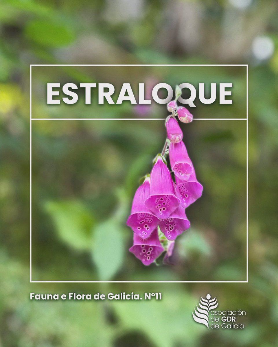🌱Abeluria, baloco, borleta, croque, dedaleira, estalote, milicroque, sanxoán e estraloque, son os nomes que recibe esta planta; na Galicia rural é moi común que a rapazada xogue a estoupar a flor; unha tradición que pasa de xeración en xeración. Descobre o Rural! Vive o Rural!