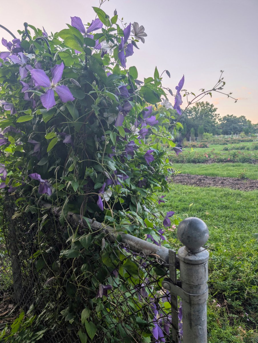 jillriter's tweet photo. #clematis #climbingflower
#publicgardens #placesandspaces #flowers https://t.co/FNxfr6Djxd