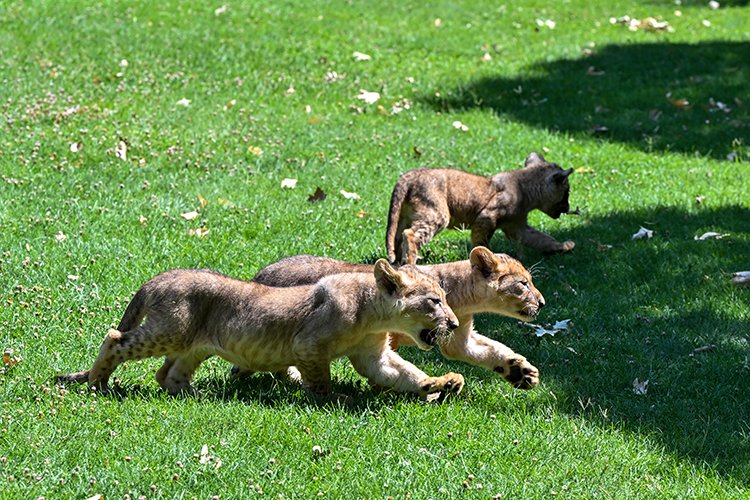 Sudan'ın eski Devlet Başkanı Ömer el-Beşir tarafından Erdoğan'a hediye edilen ve Gaziantep Doğal Yaşam Parkı'nda yaşayan "Sultan" ve "Nil" adlı aslanların üç yavrusu dünyaya geldi.

Yavruların isimleri, sosyal medya üzerinden yapılacak anketle belirlenecek.