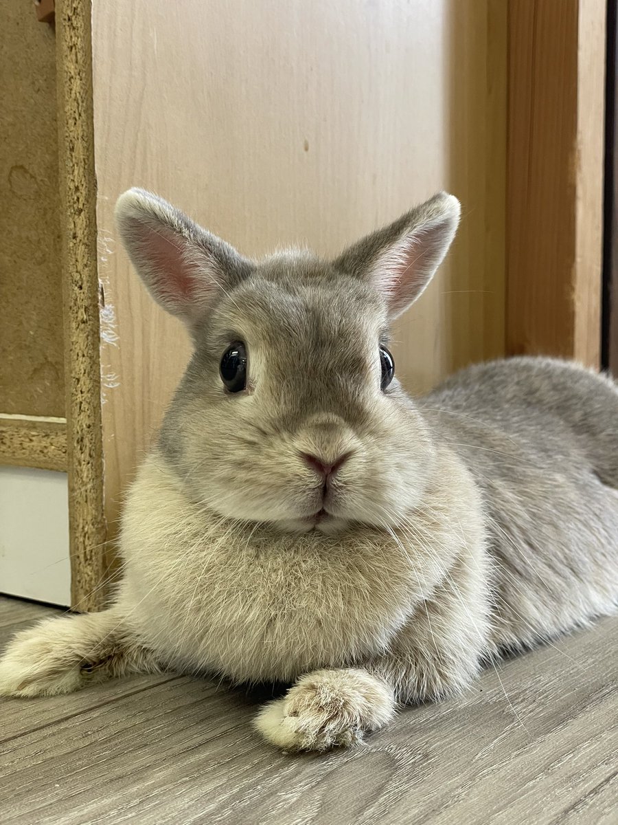 chocolate_otter's tweet image. ≪お知らせ≫
今週末の３連休19日•20日•21日は営業します🙆‍♂️皆さまのご来店お待ちしています😊やよい→おふろ→やよい→おふろ🐰