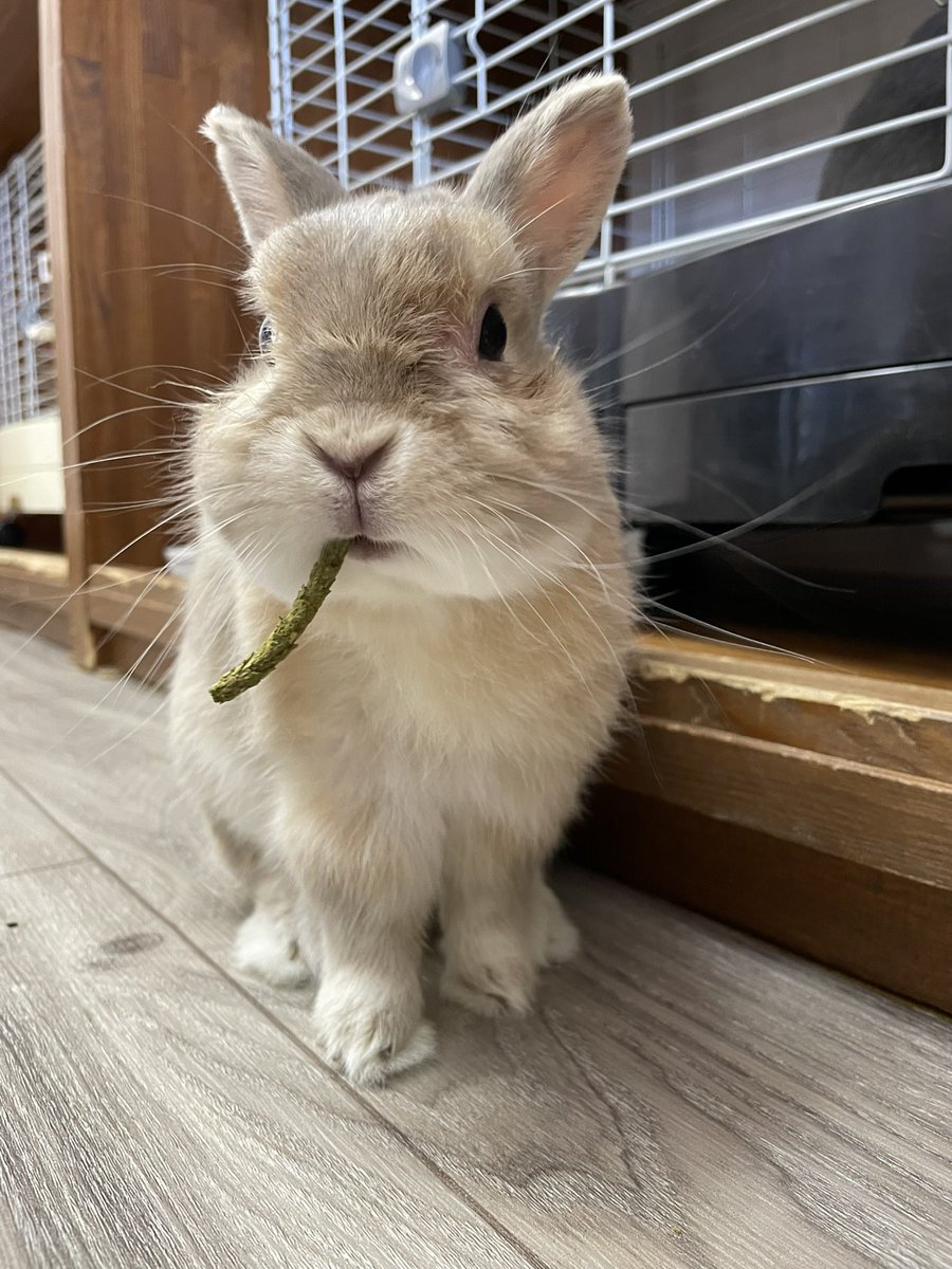 chocolate_otter's tweet image. ≪お知らせ≫
今週末の３連休19日•20日•21日は営業します🙆‍♂️皆さまのご来店お待ちしています😊やよい→おふろ→やよい→おふろ🐰