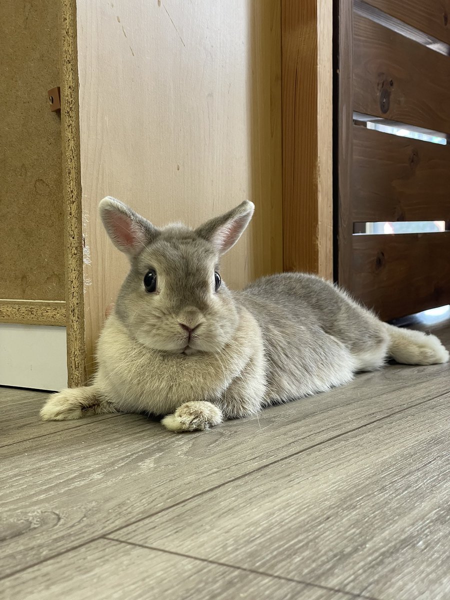 chocolate_otter's tweet image. ≪お知らせ≫
今週末の３連休19日•20日•21日は営業します🙆‍♂️皆さまのご来店お待ちしています😊やよい→おふろ→やよい→おふろ🐰