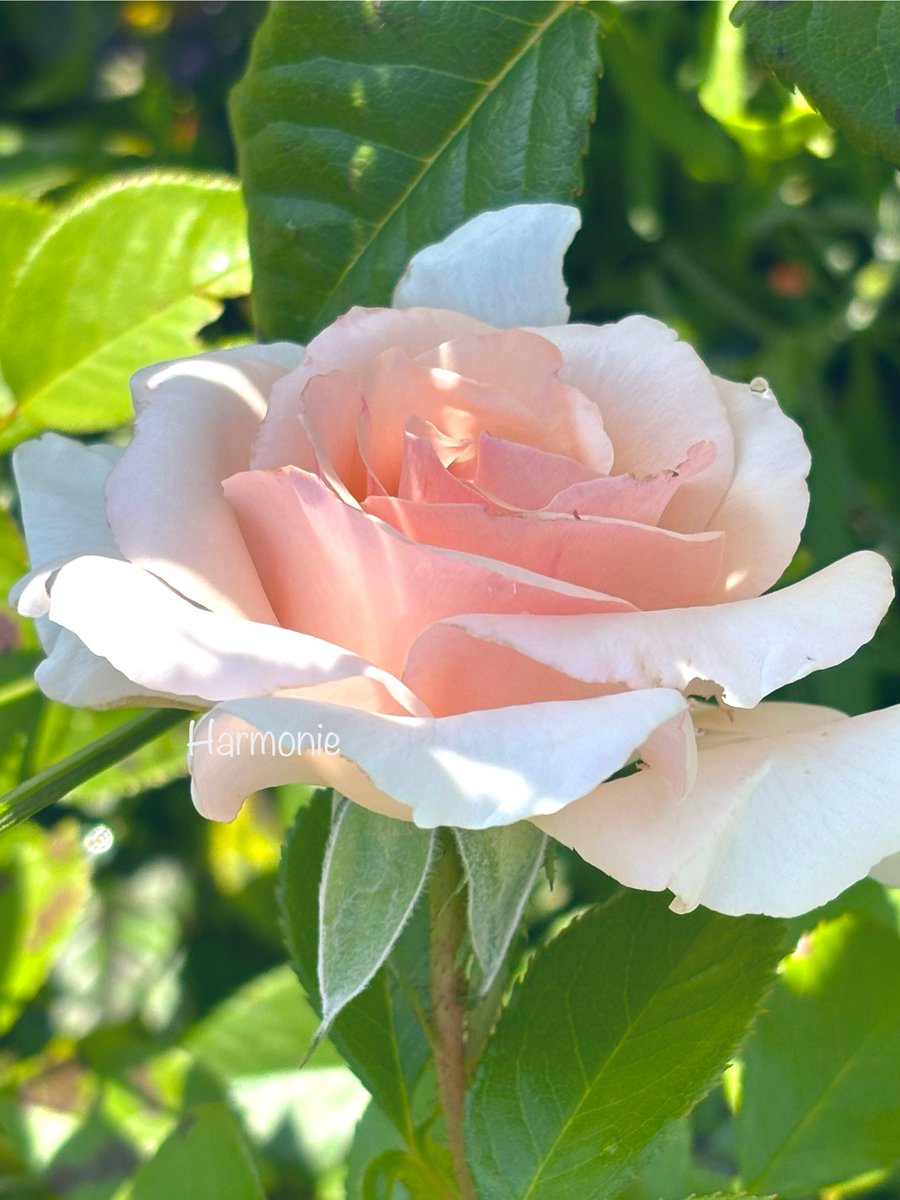 stein5864's tweet image. 🌿🌸🌿 Schönen Sonntag 🌿🌸🌿