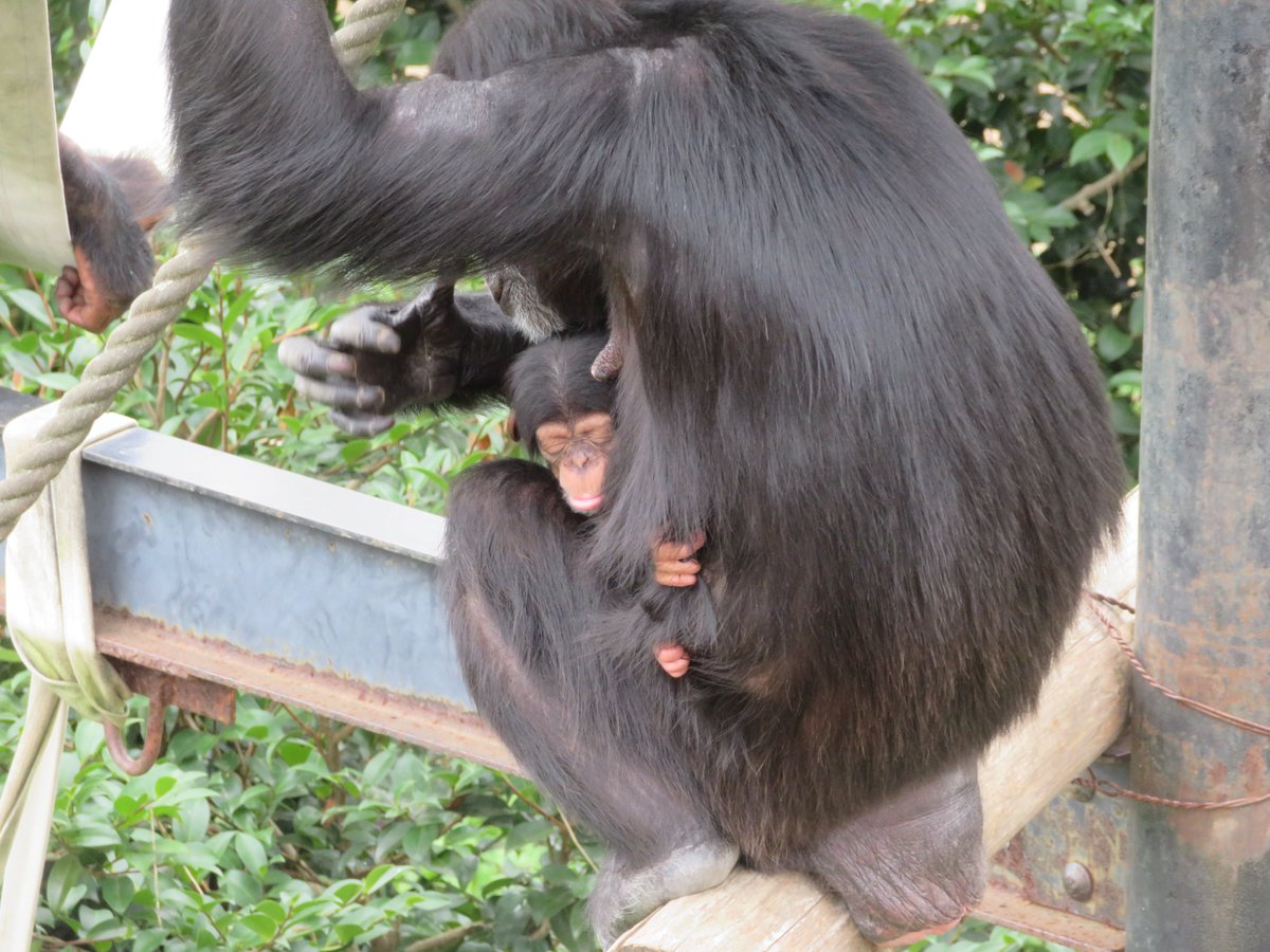 HitachiCity_Zoo's tweet image. 明日7月14日は #世界チンパンジーの日
ヒトにもっとも近い種であり、絶滅が心配される #チンパンジー たちについて興味を持ってもらう事や、保護や保全について考えるきっかけをつくる日とされています!
(写真は5月20日にうまれたフクの赤ちゃん。スクスクと成長中です)
#かみね動物園