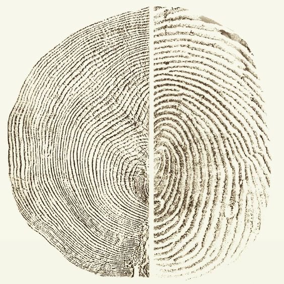 A tree stump vs a human fingerprint
