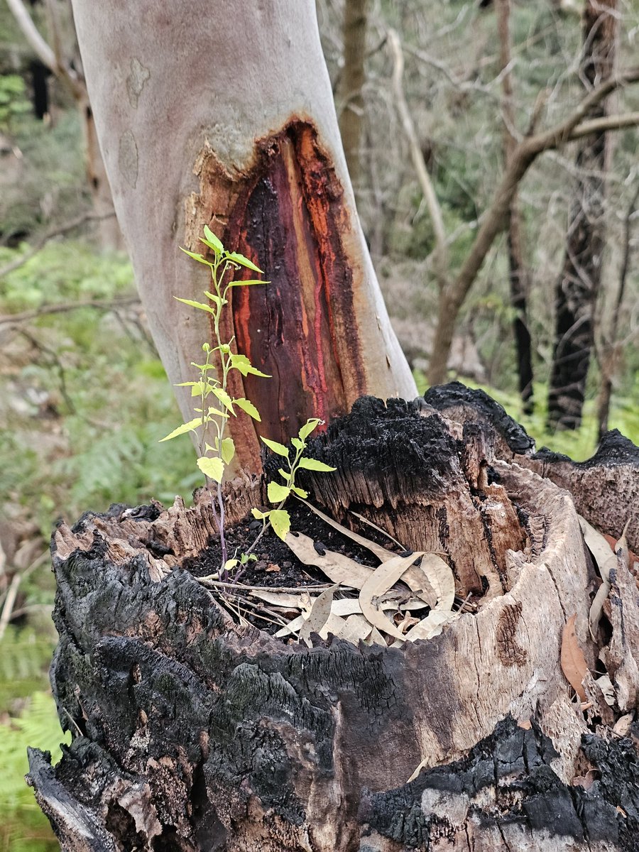 Thom996's tweet image. Life will somehow find a way...
#nature