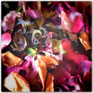 BerkshireFHS's tweet image. Summer Potpourri Talk Series
📅 Starts Thu 24 Jul | ⏰ 2–3:15pm | 🌐 Online
Three fascinating talks on postcards, chimney sweeps, war heroes &amp;amp; more. Join one or attend all!
🔗 Info &amp;amp; booking: berksfhs.org/events/summer-…
#HistoryTalks #GenealogyEvents