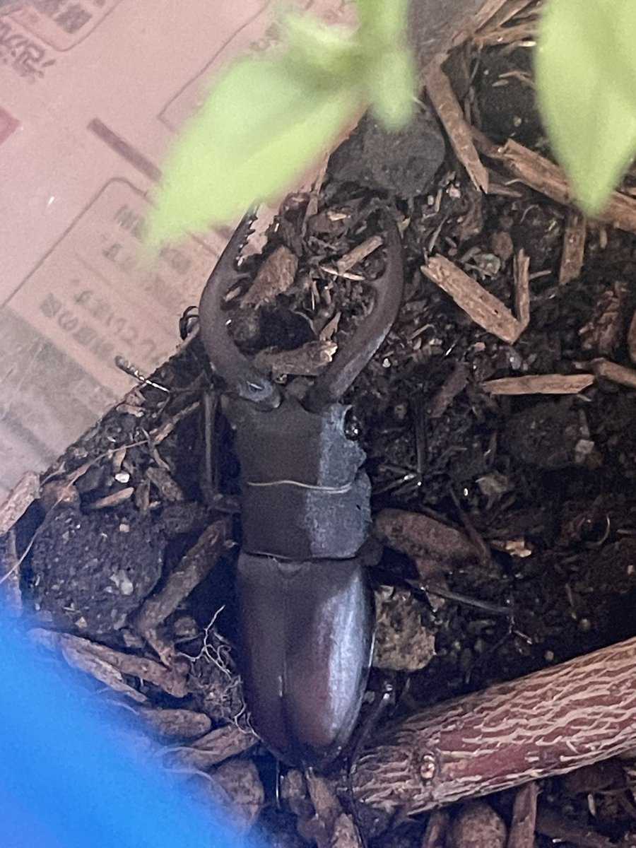 ktabuchit_D's tweet photo. お息子が横浜市でハチジョウノコギリクワガタ？？を捕まえた
これはレアなのでは！！

1枚目がハチジョウノコギリクワガタ？？
2枚目が普通のノコギリクワガタ

誰か詳しい人お願いしゃす

#ハチジョウノコギリクワガタ https://t.co/0tEks9nKpI