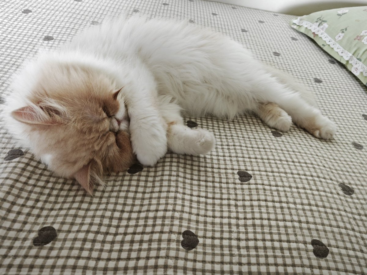 Pet supplies, Petikitty.com