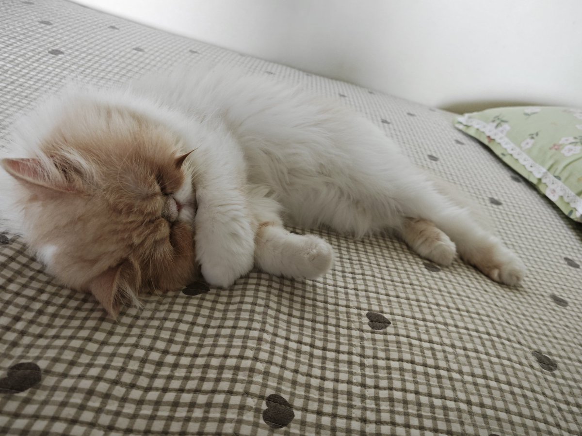 Pet supplies, Petikitty.com