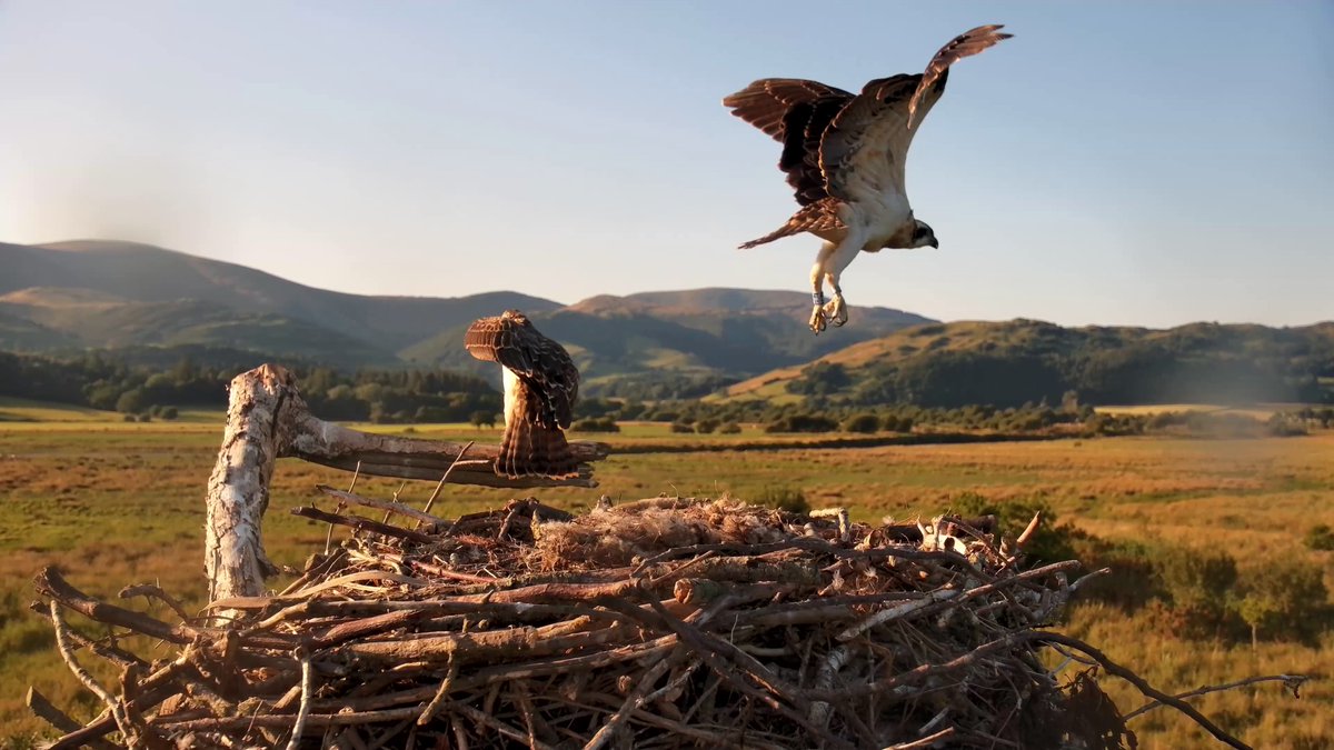 DyfiOspreys's tweet image. Bore da
Honddu fledged at 19:37 yesterday evening at 52.2 days old.
He seems like a strong flier, just like his brother and sister.
Brianne, Cwellyn and Honddu will stay around the nest area until the end of August, taking advantage of the Food Bank of Mum & Dad.
